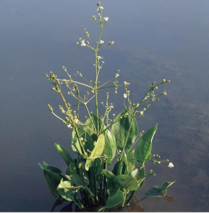 Alisma plantago - Aquatica
